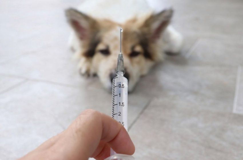  Russia Produces World’s First Batch Of Animal Covid Vaccine