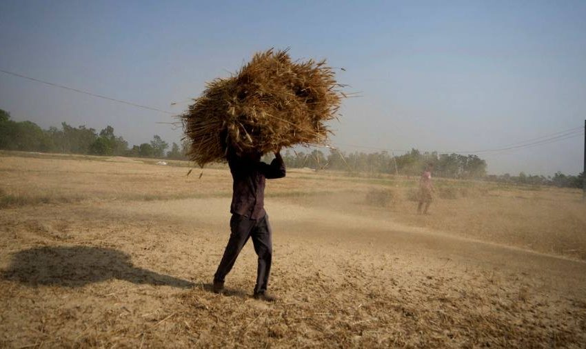  Wheat prices rise almost 6% as India export ban shakes markets
