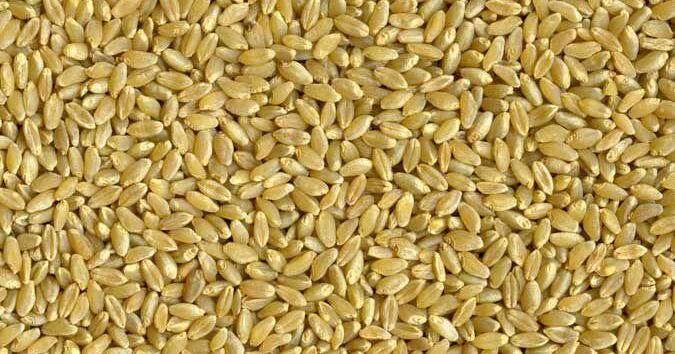  Durum not reacting like other wheat markets | Crop