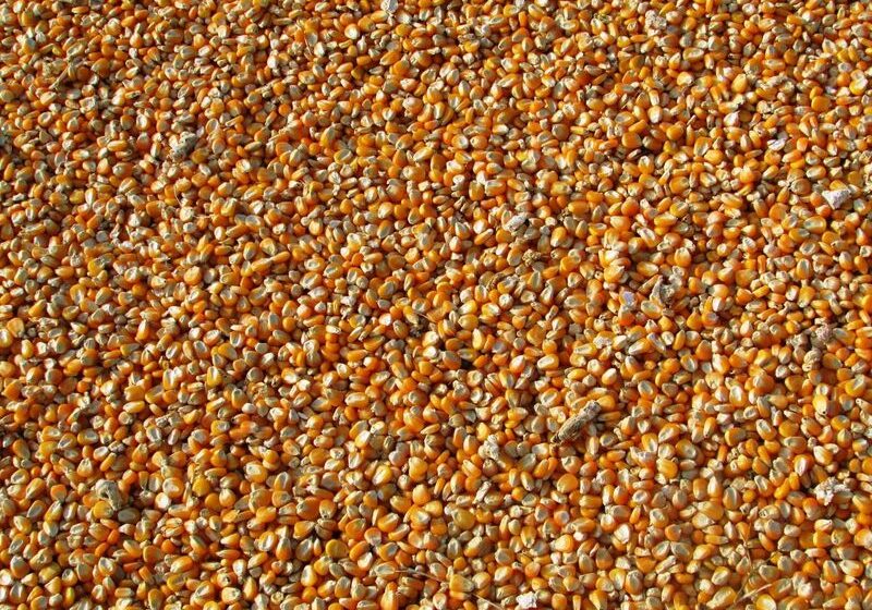  Corn Markets Gain On Thursday – Barchart